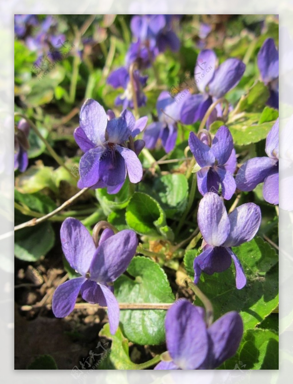 紫罗兰图片_风景花卉的紫罗兰图片大全 - 花卉网