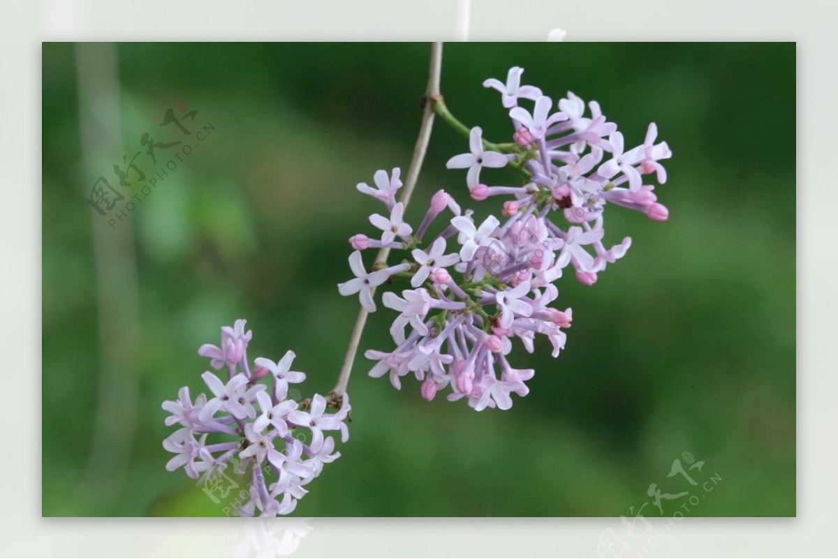 丁香花