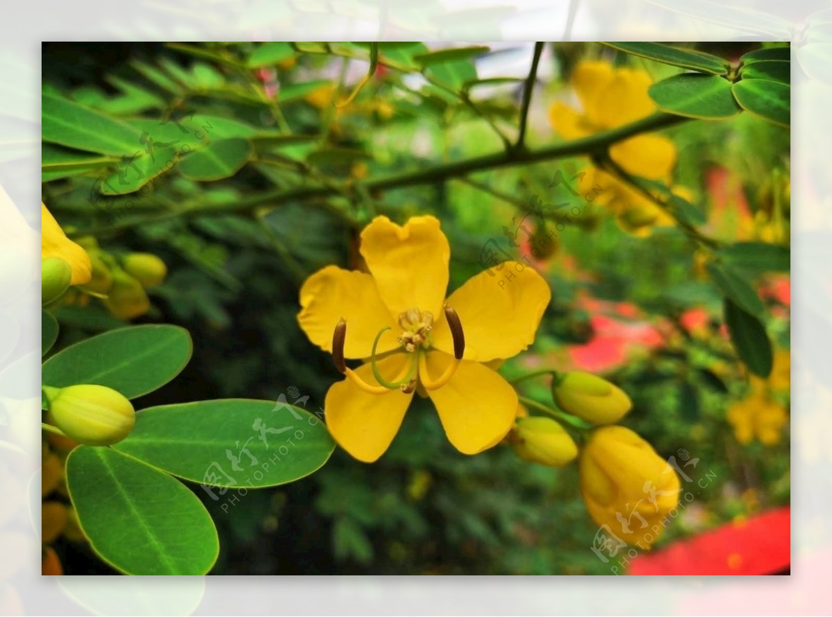 黄色花朵绿色植物摄影作品