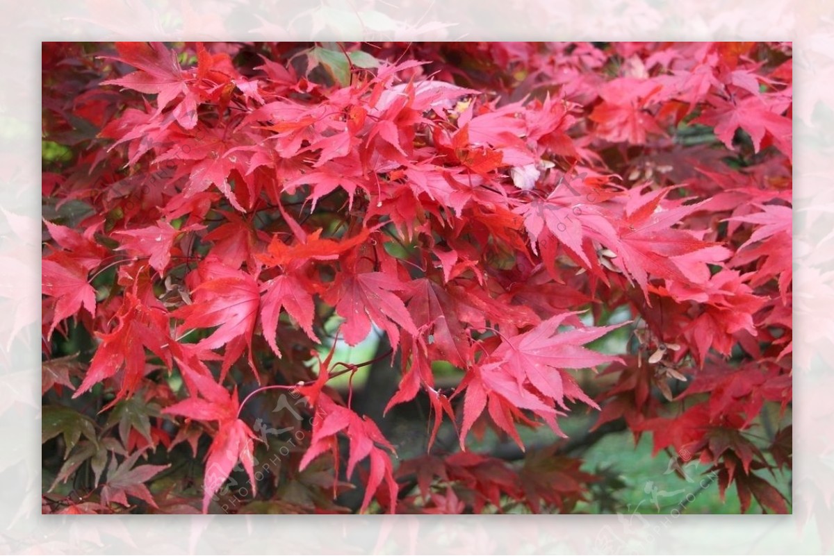 秋季红色枫叶