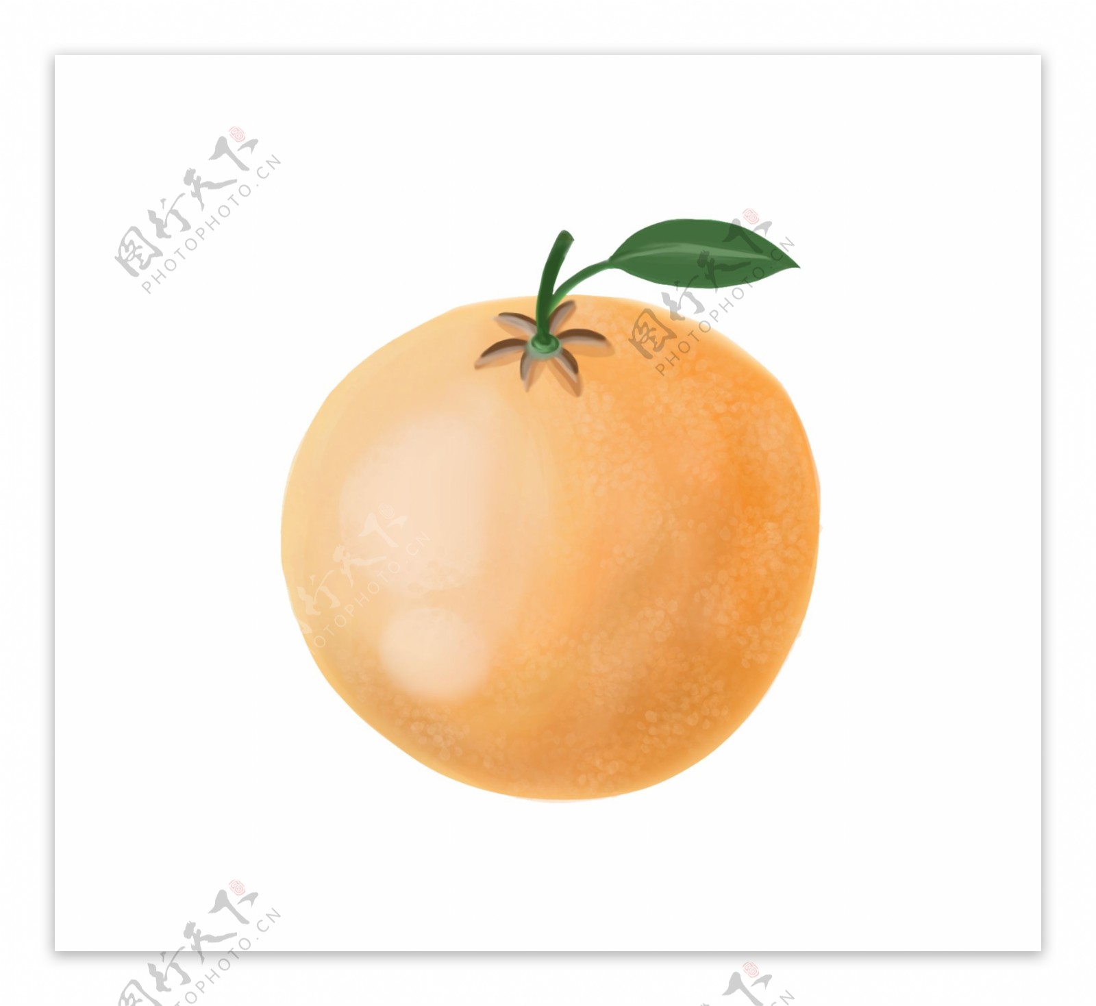 手绘水果橙子矢量图