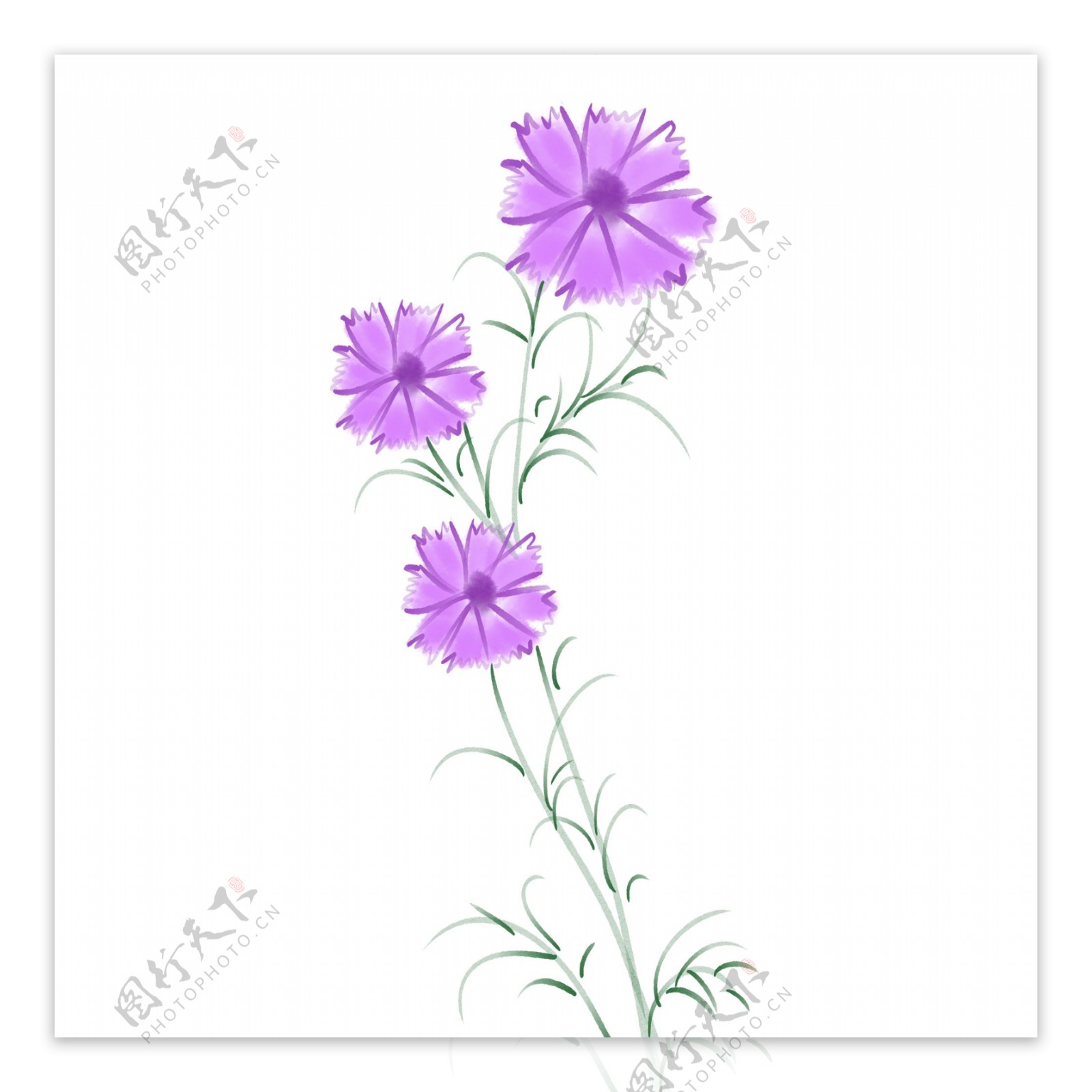 紫色花朵格桑花