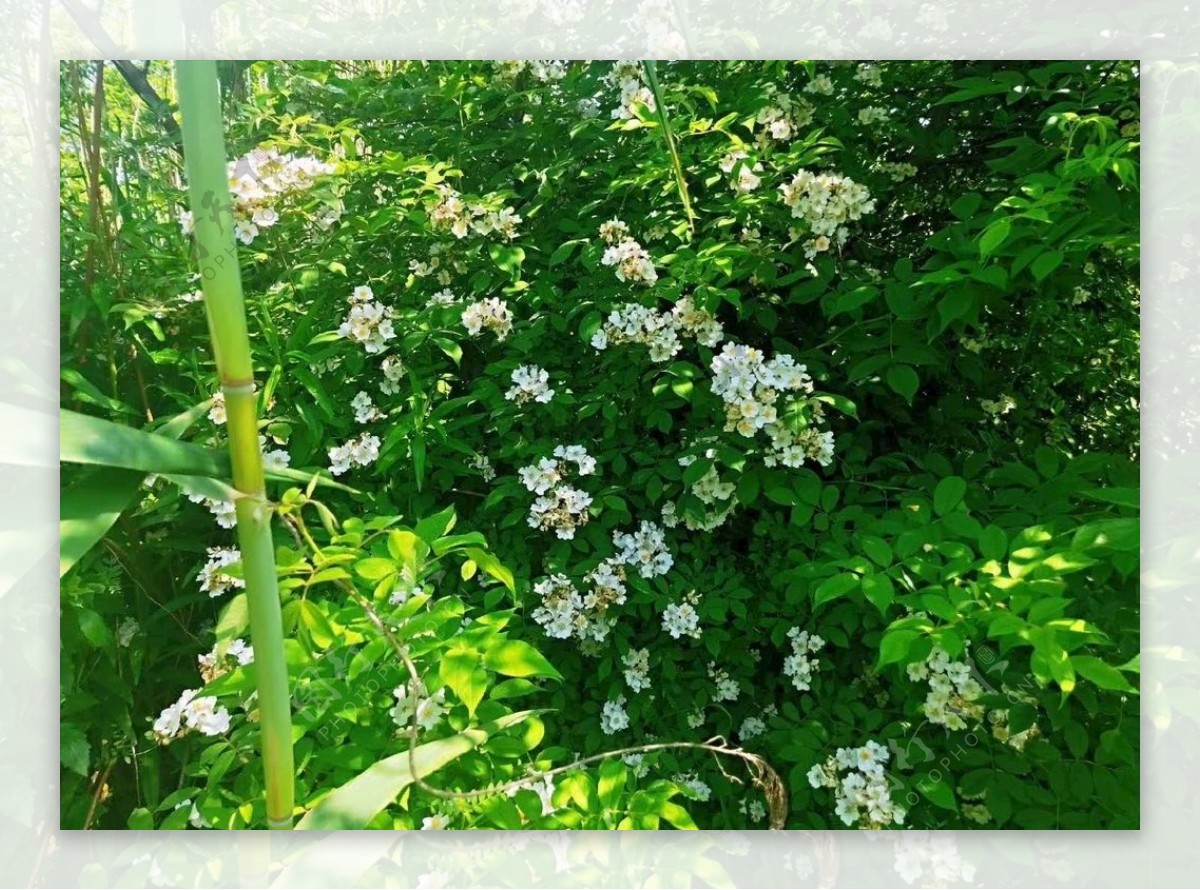 花草