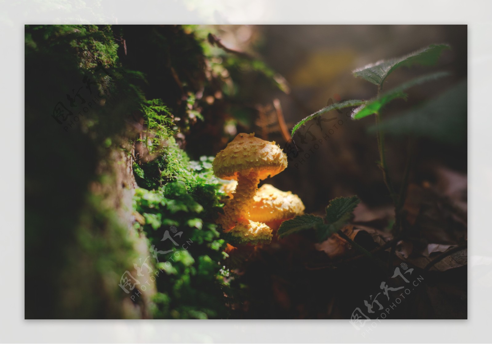苔藓蘑菇