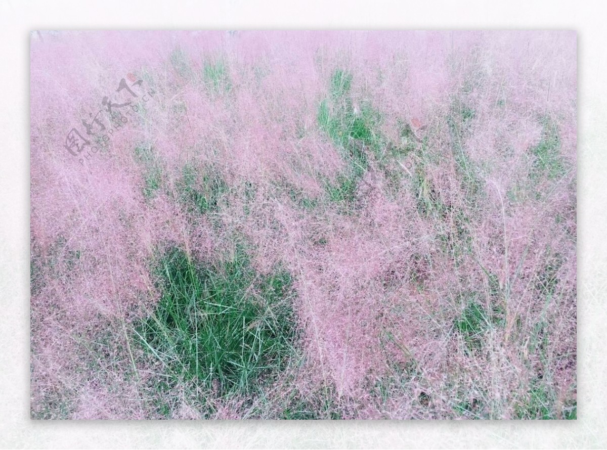 粉红色毛草