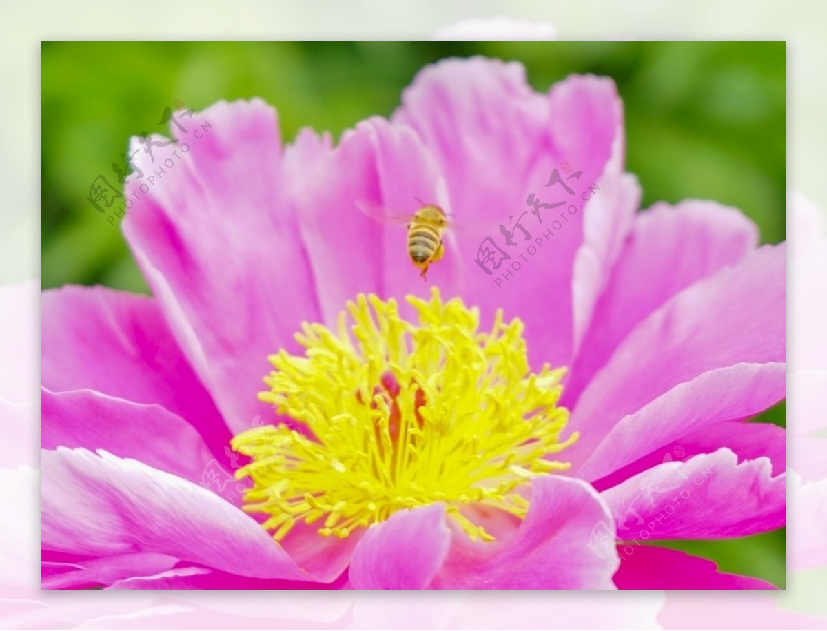 芍药花蜜蜂蜜蜂与花朵蜜蜂