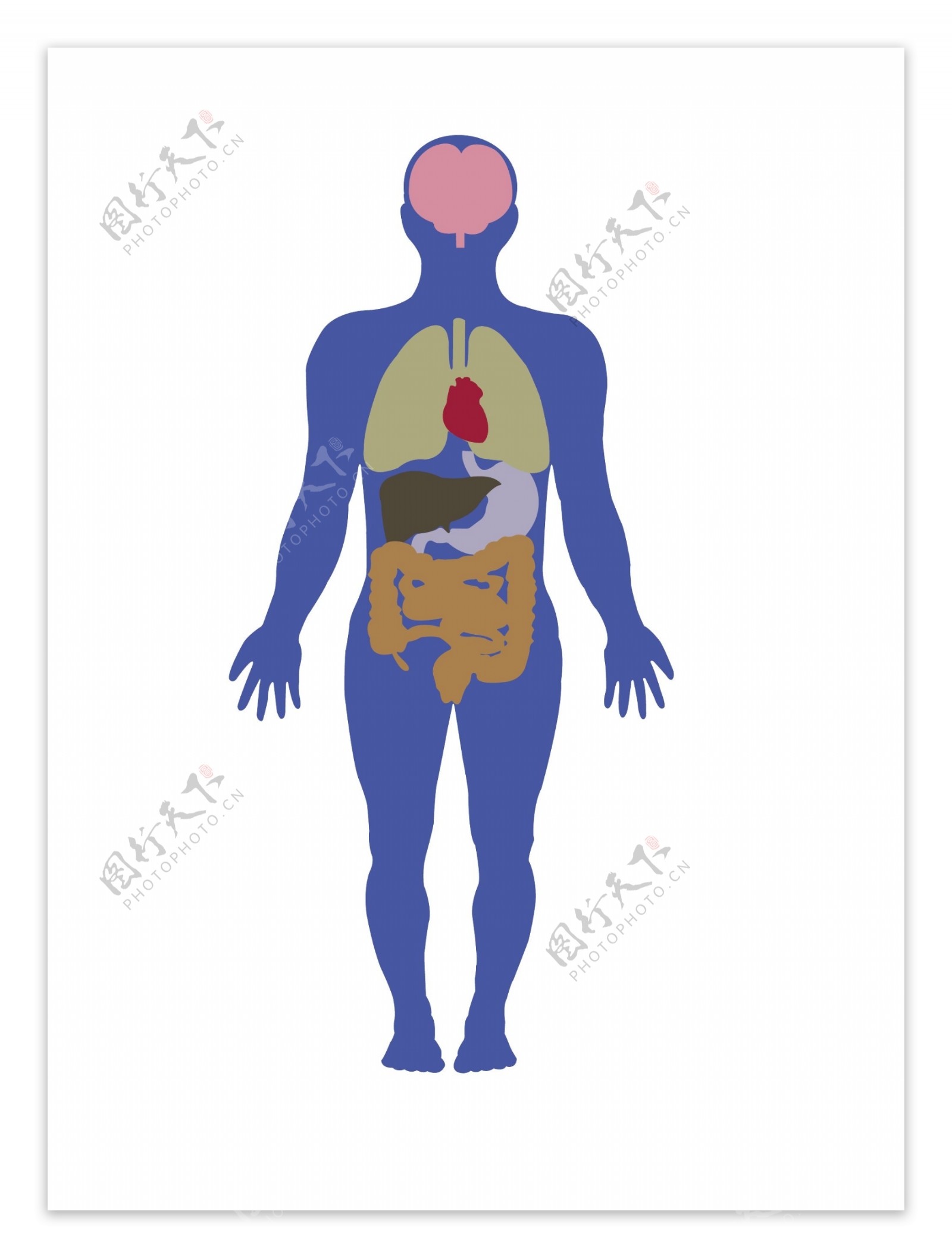 人体内脏图图片素材-编号15706917-图行天下