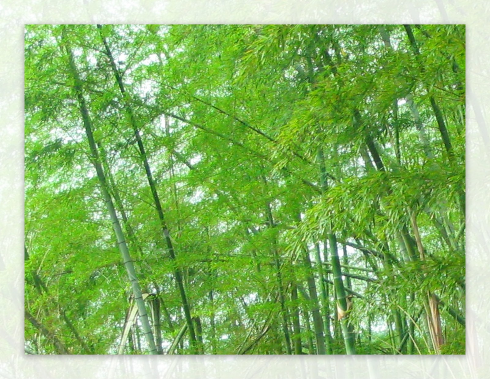 竹子绿色护眼风景