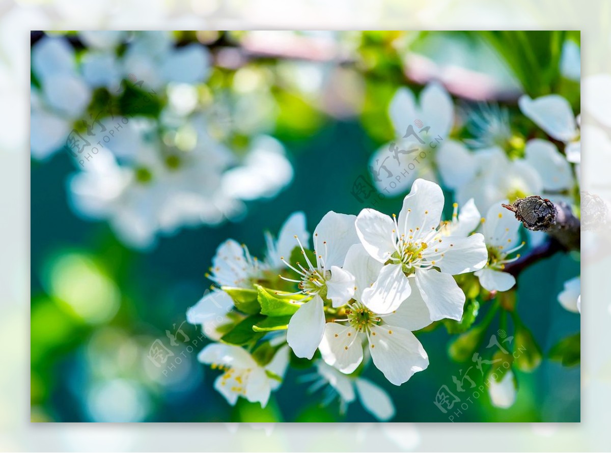 春天满树梨花唯美风景