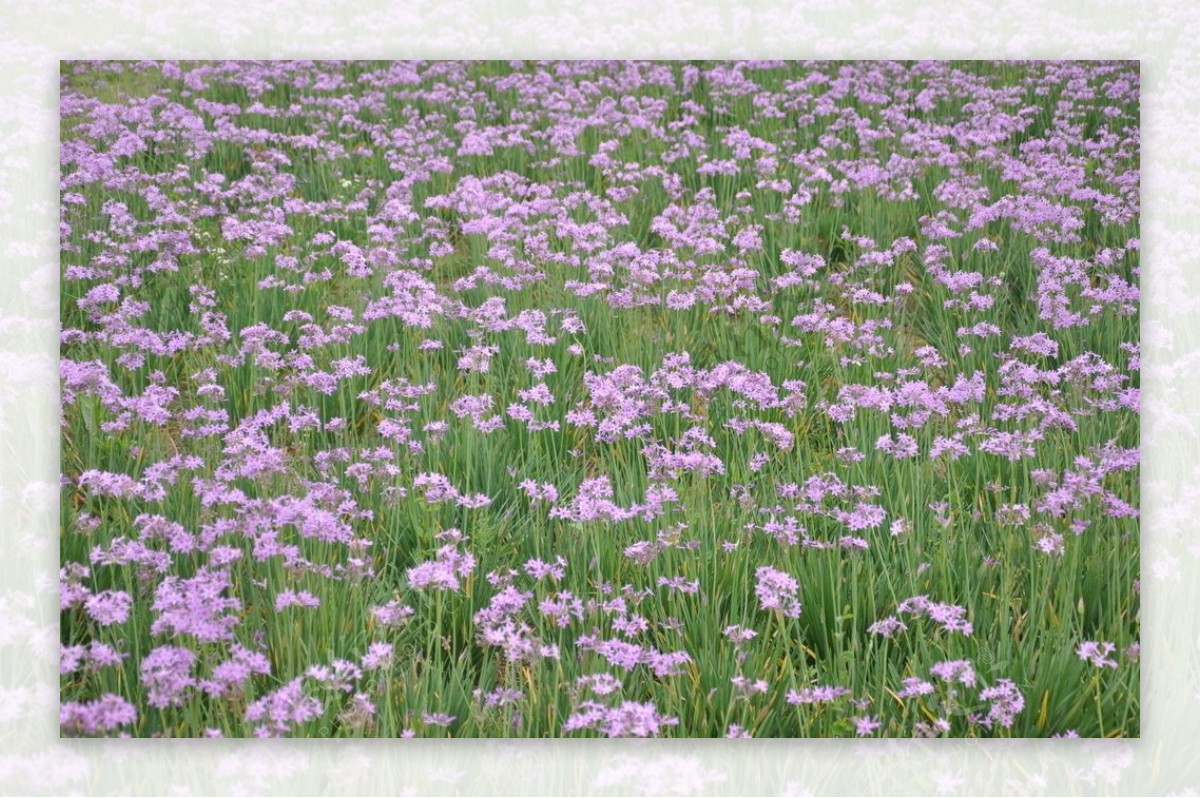 金仓湖花卉