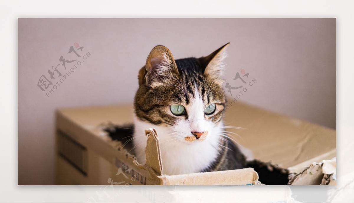纸箱里的猫