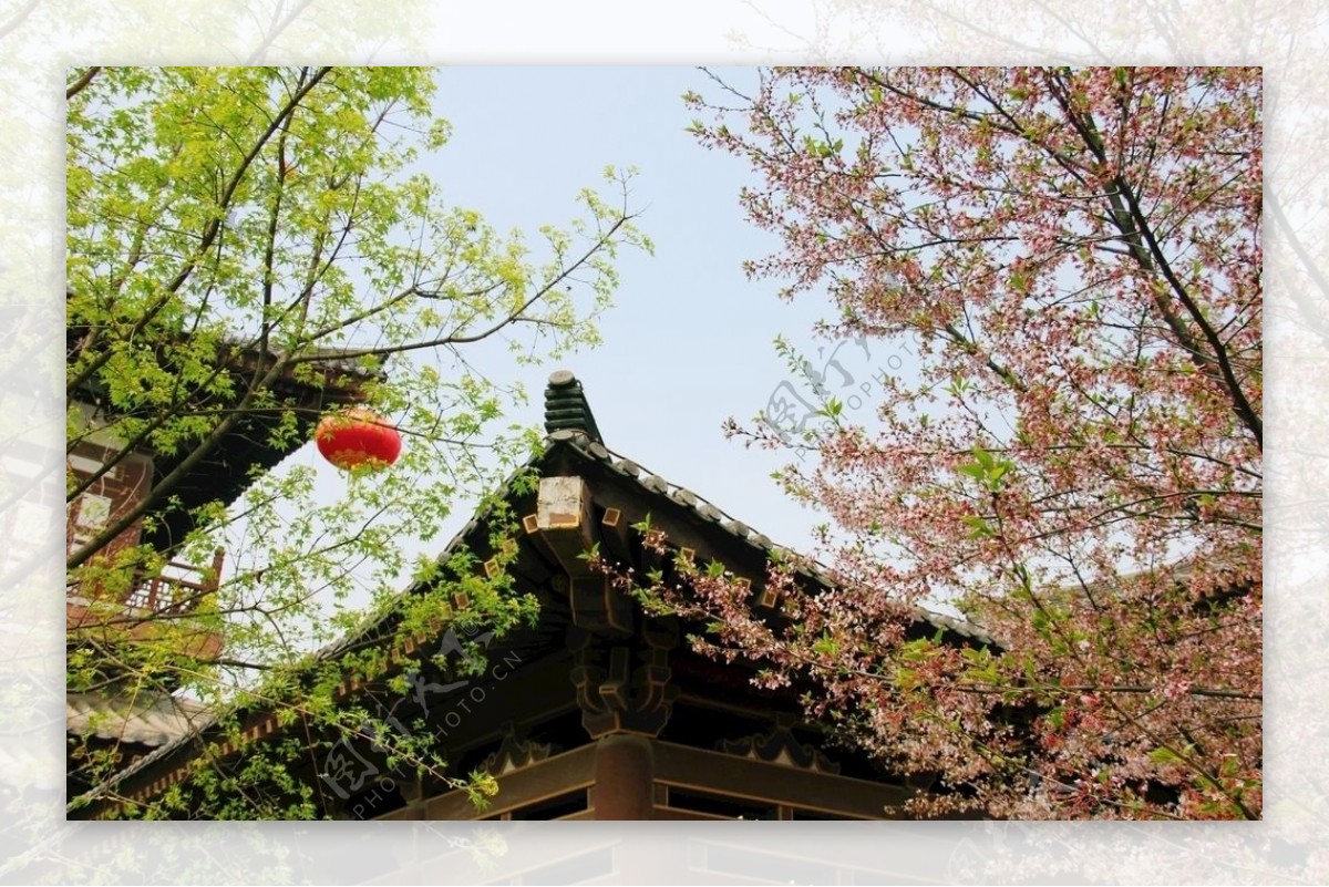 青龙寺樱花