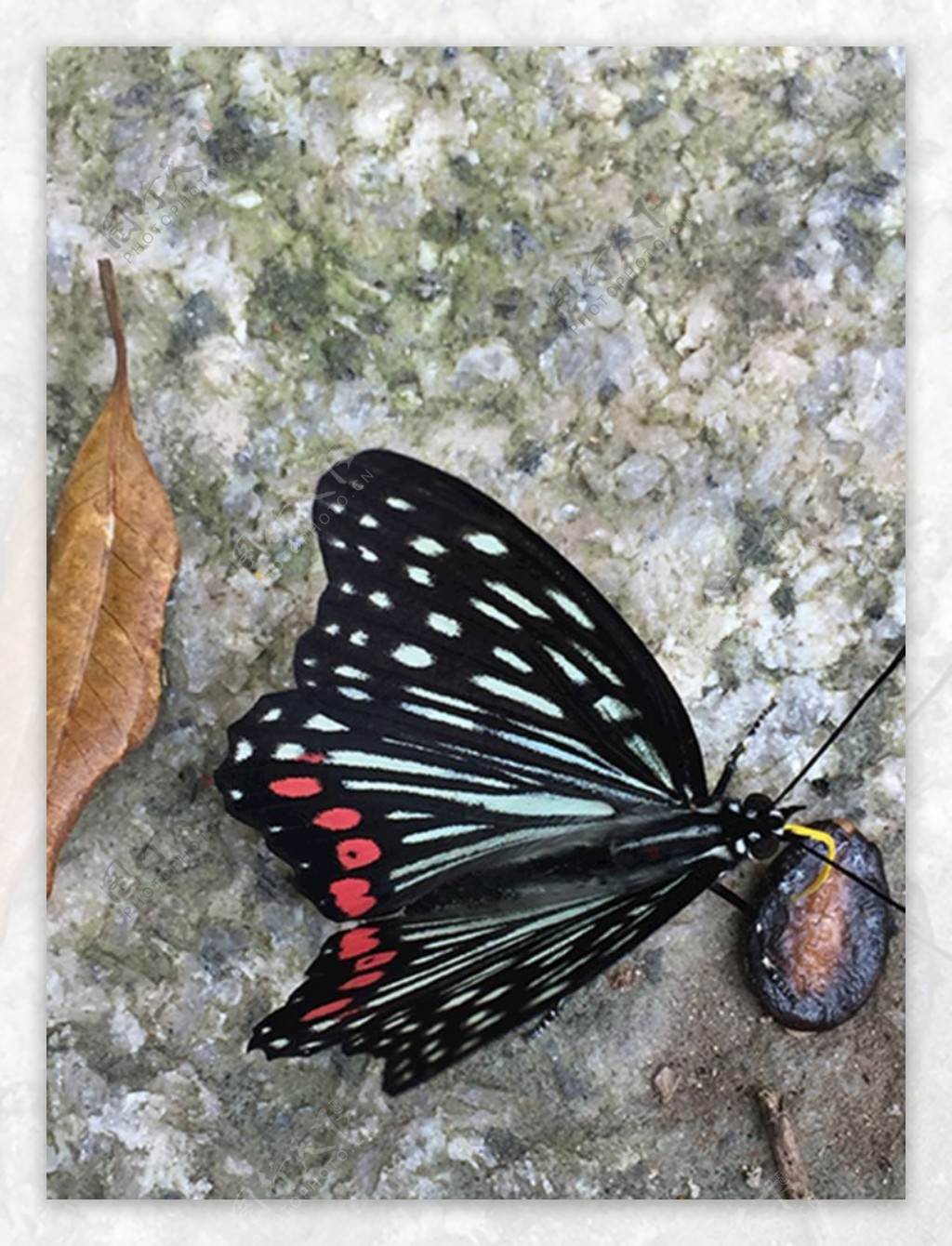 蝴蝶瞌西瓜子