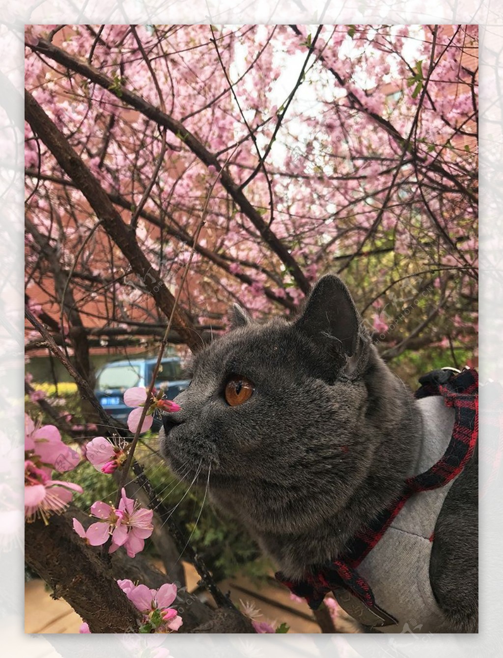 赏花的猫