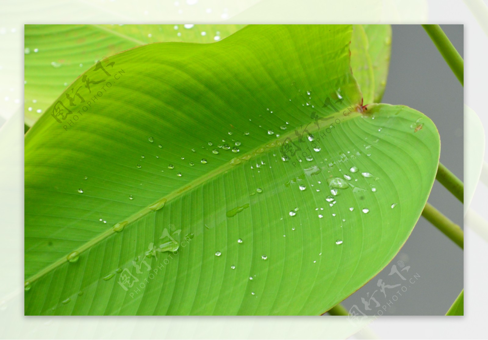 水珠花叶