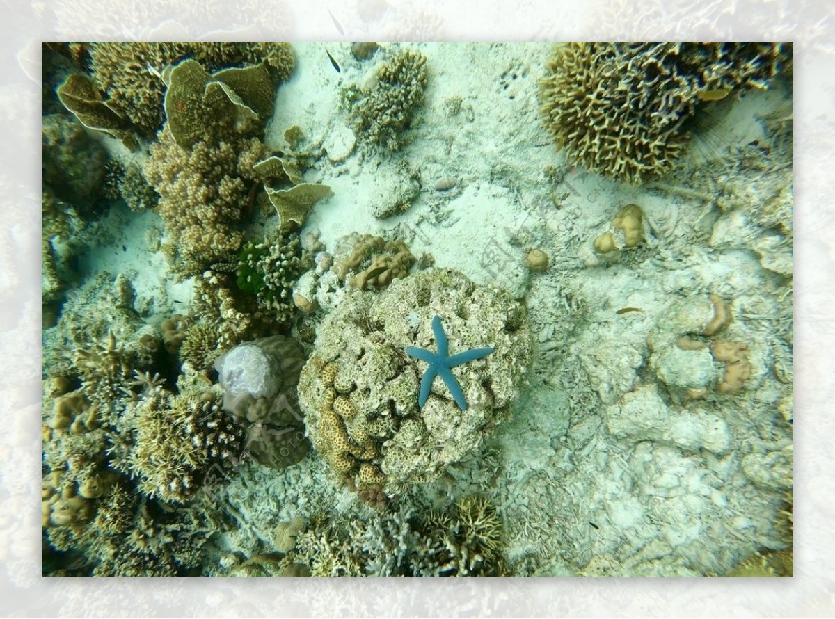 珊瑚海星