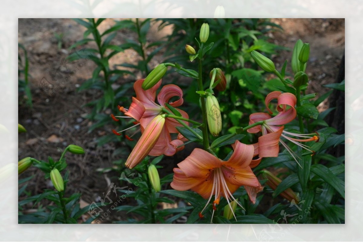 百合花