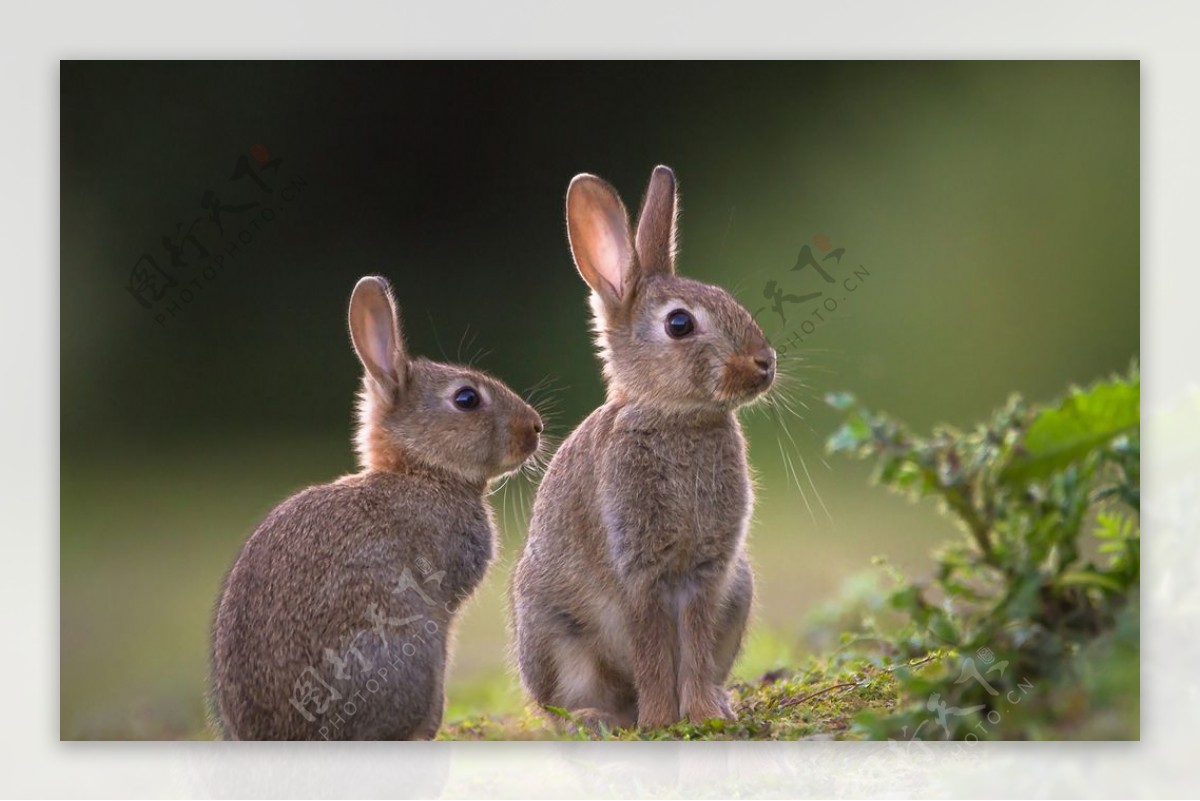 兔子白兔动物哺乳饲养