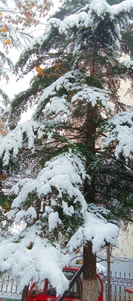 雪景