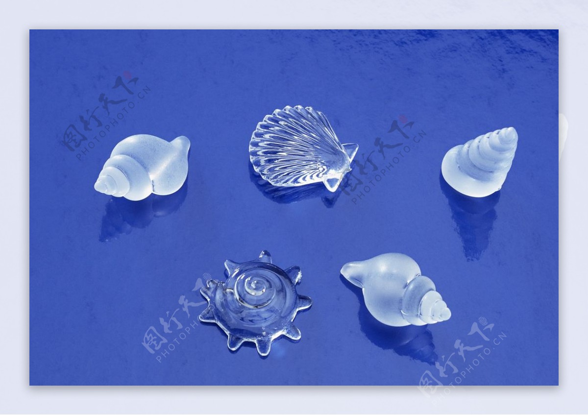 水晶海螺