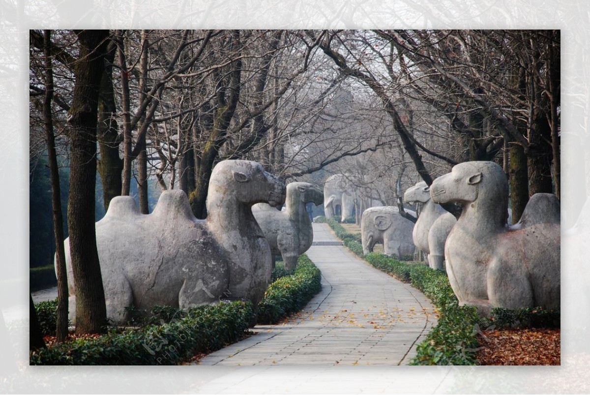 南京明孝陵神道骆驼与象