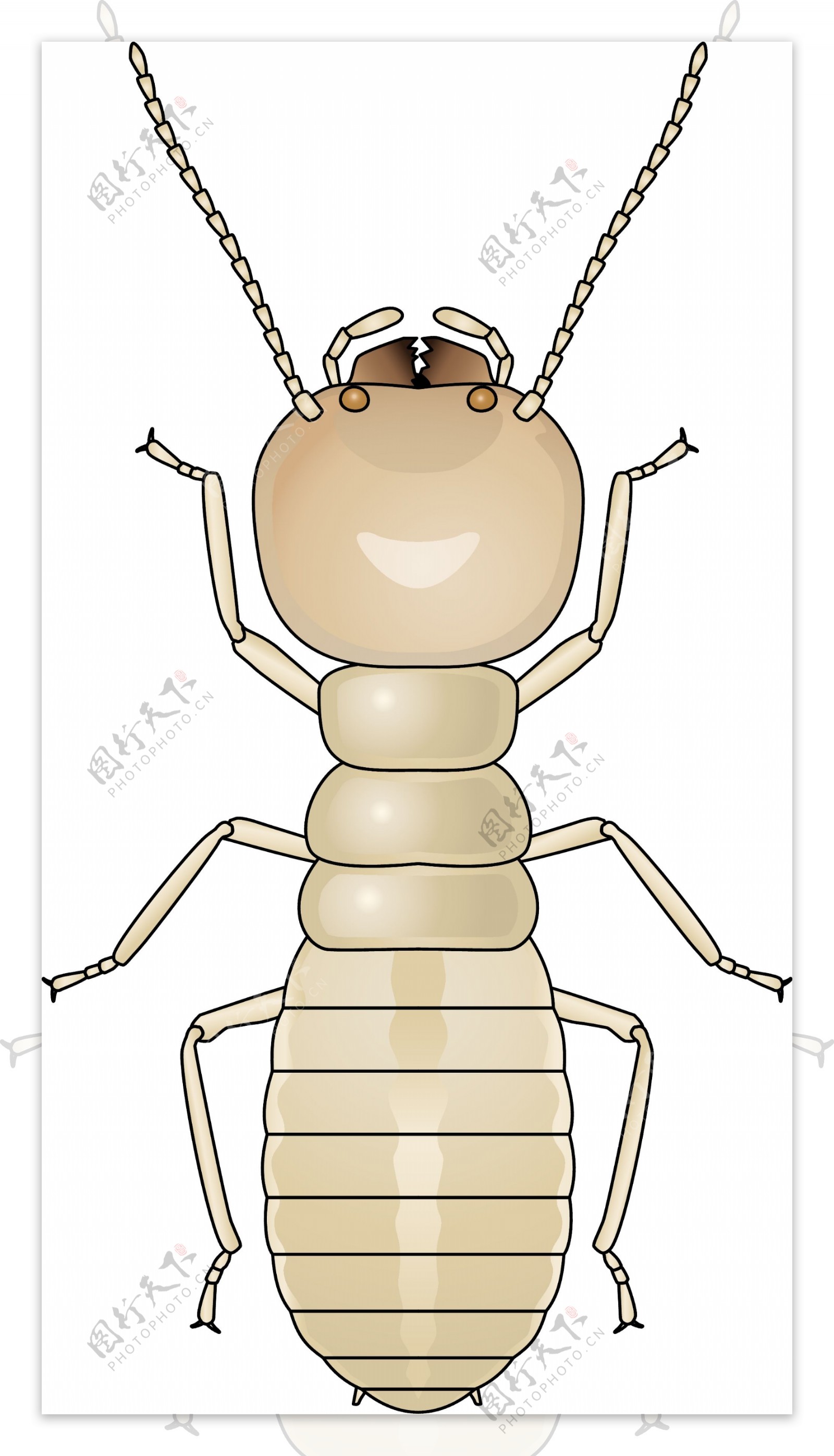 昆虫系列白蚁