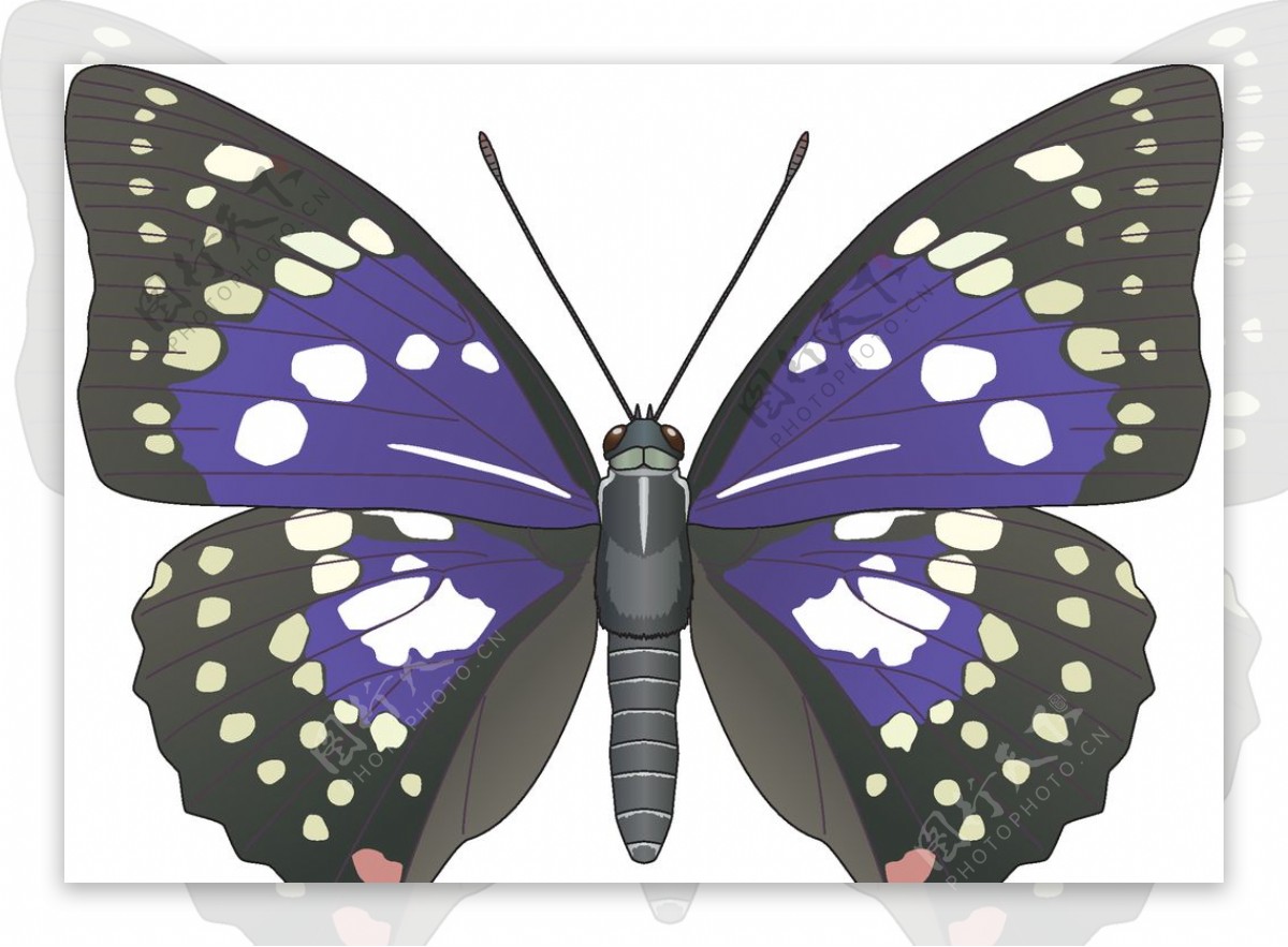 昆虫系列紫色蝴蝶
