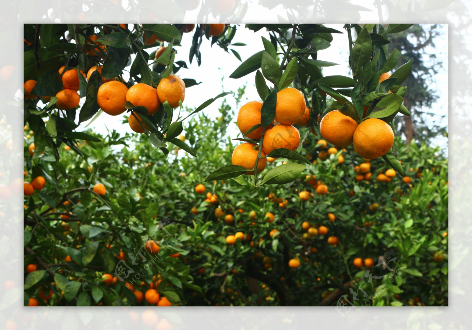 纽荷尔脐橙果园