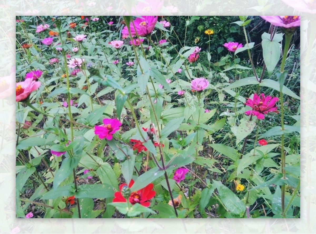 百日菊百日草装饰花朵秋