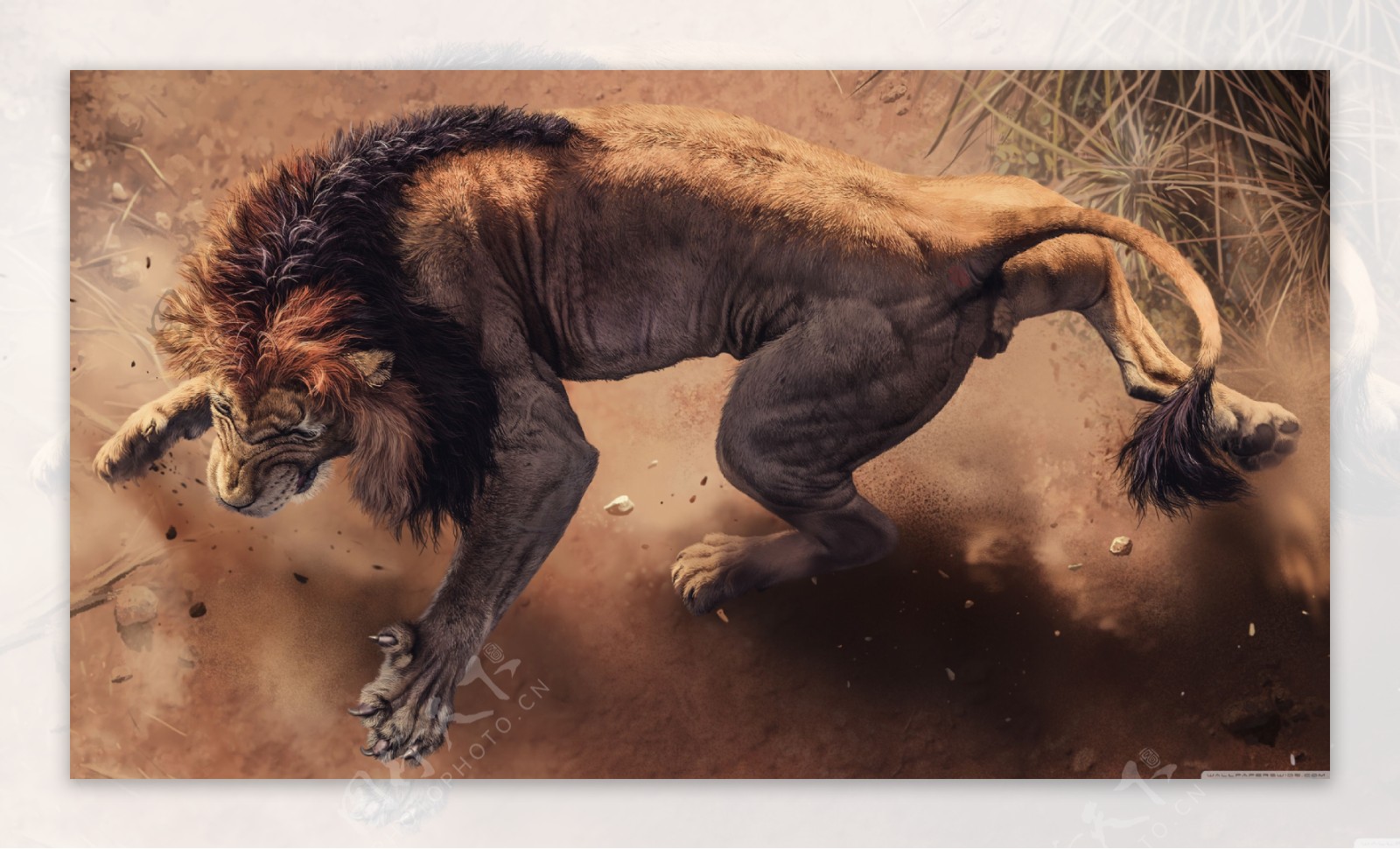 彩色插画雄狮野兽动物