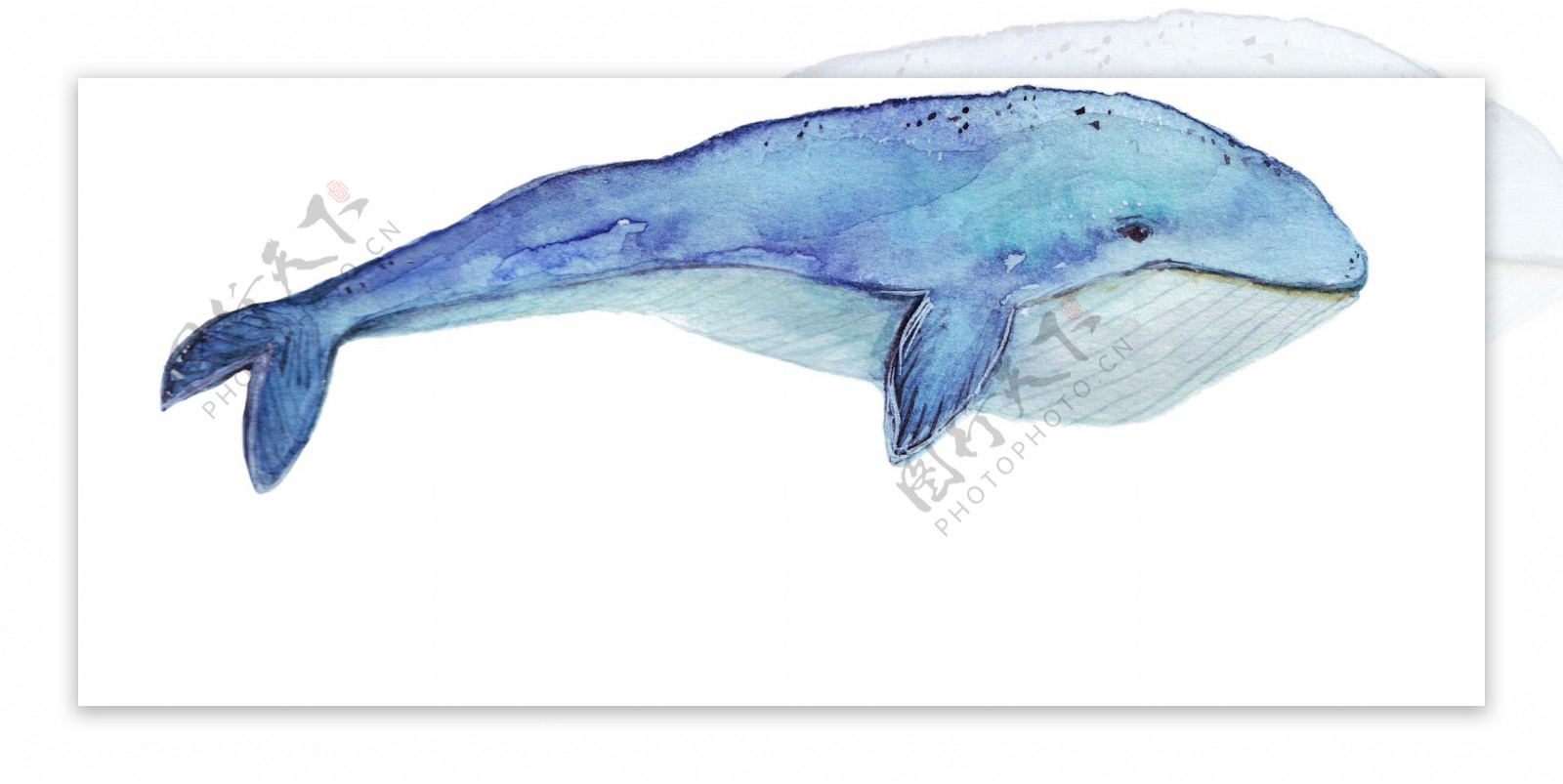 手绘水彩画鲸鱼素材