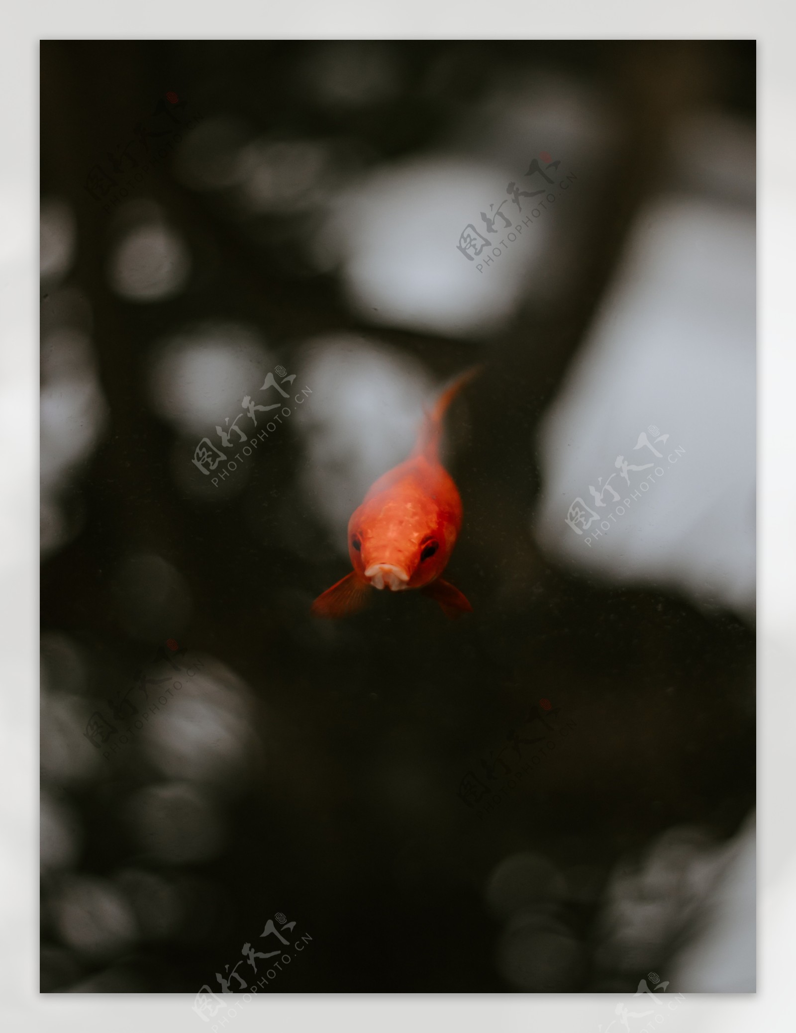 池塘红色金鱼背景
