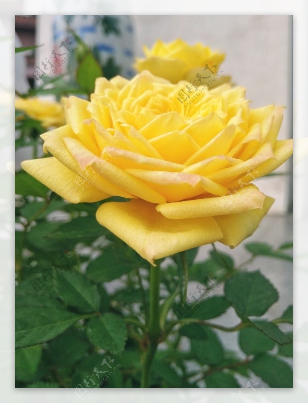 园林花卉黄色玫瑰花金色玫瑰