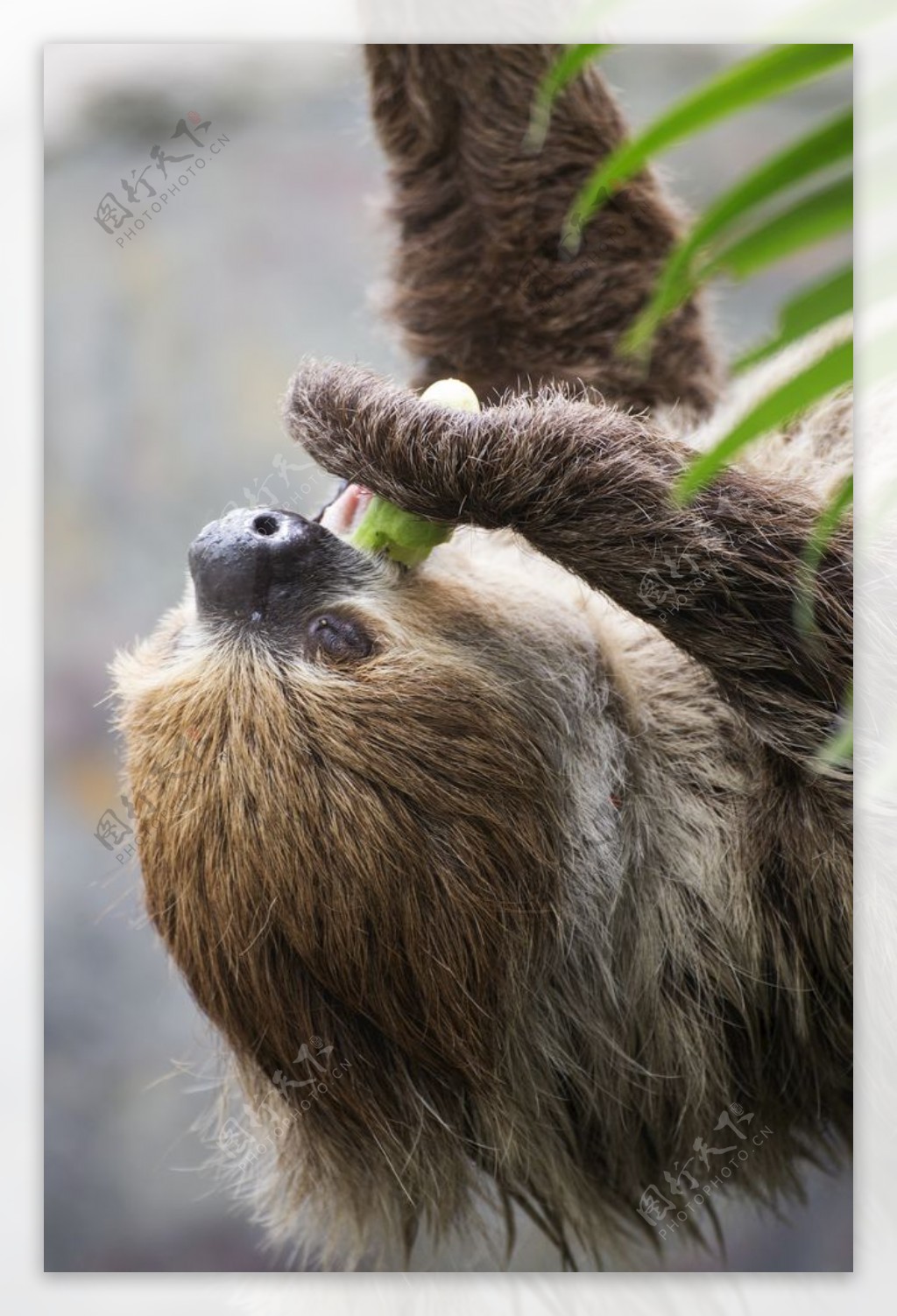 Panamanian Three-toed Sloth (Bradypus variegatus) | Traveling in Panama