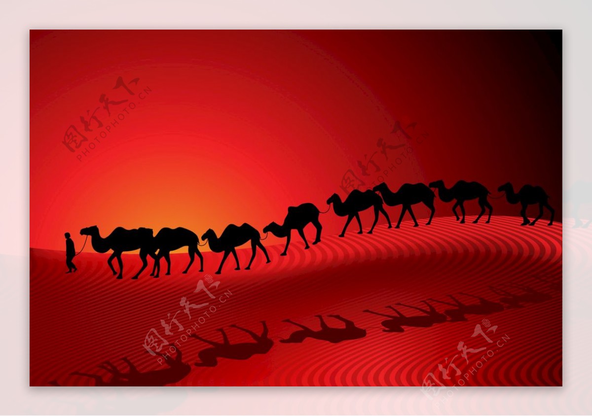 沙漠里的行走的一群骆驼素材