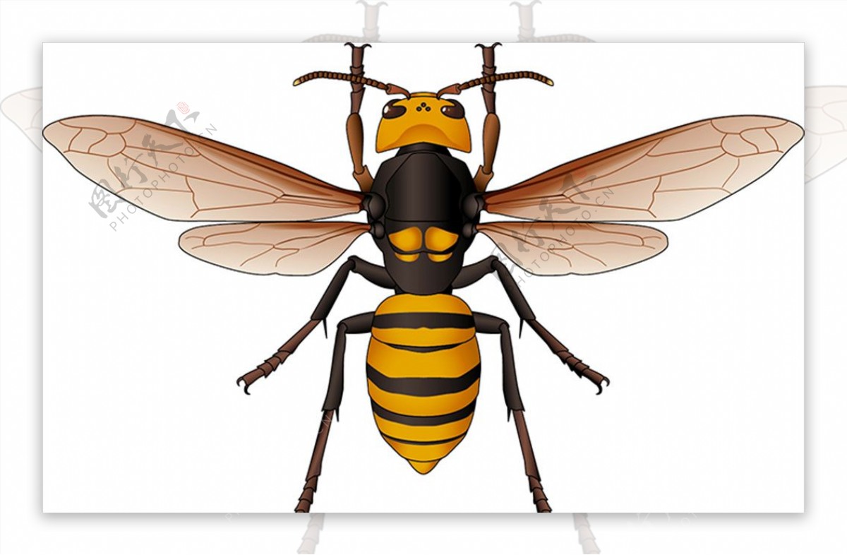 昆虫系列黄蜂俯视角
