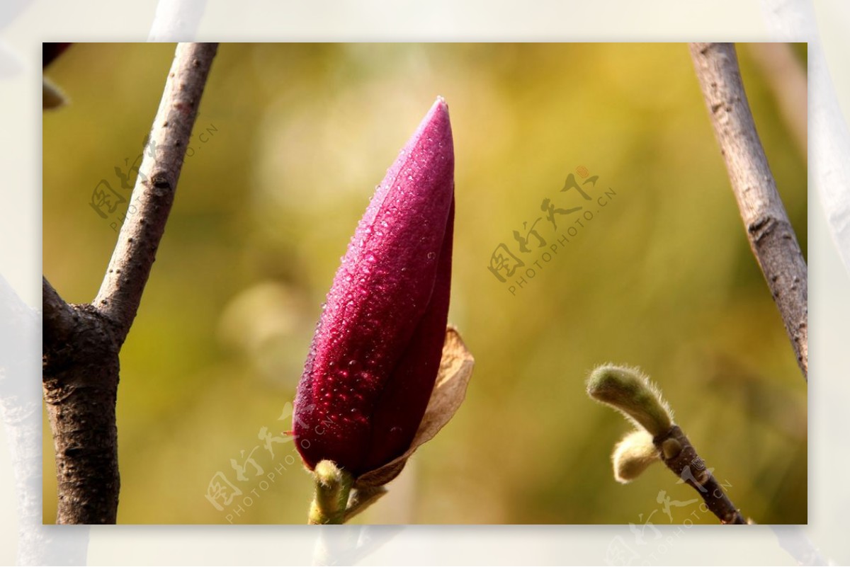 玉堂春鲜花