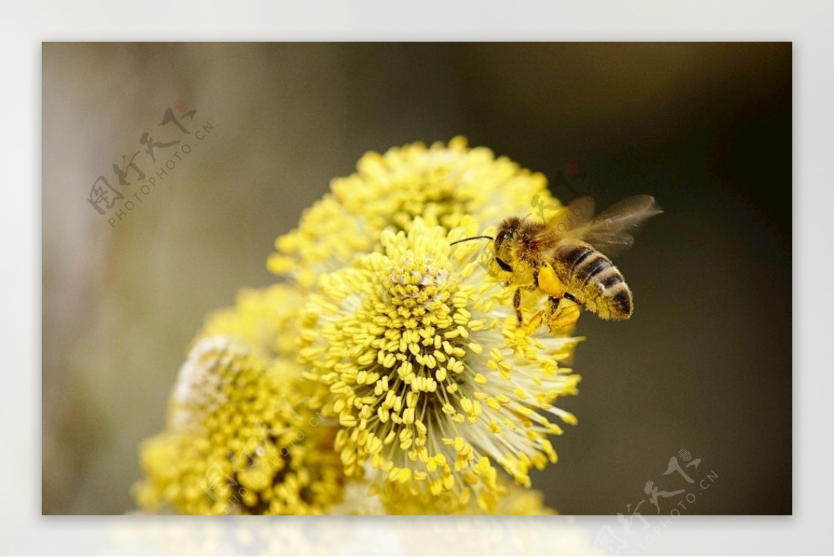 采蜜蜜蜂昆虫花朵花粉