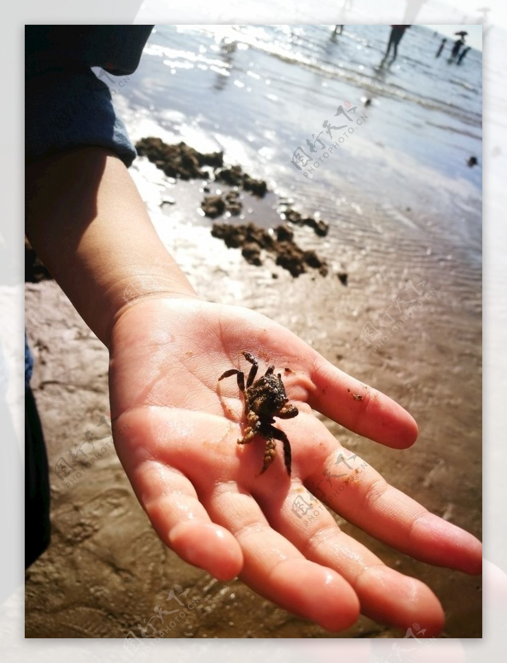 童趣之捉小海蟹