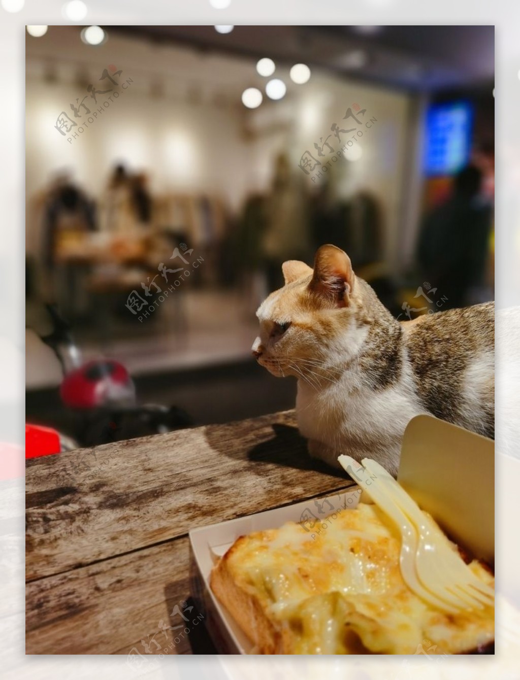 猫吐司面包喵