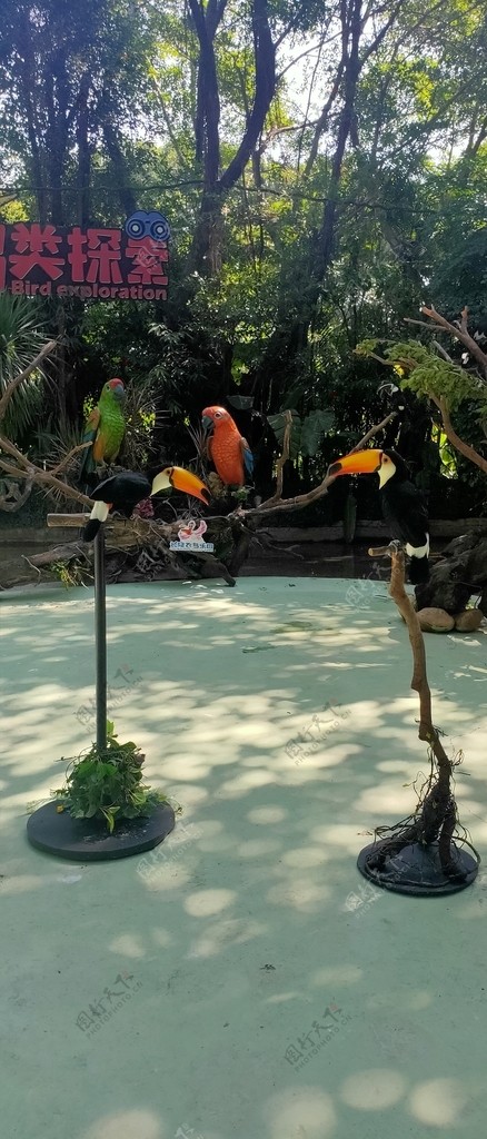 巨嘴鸟丛林热带丛林鹦鹉