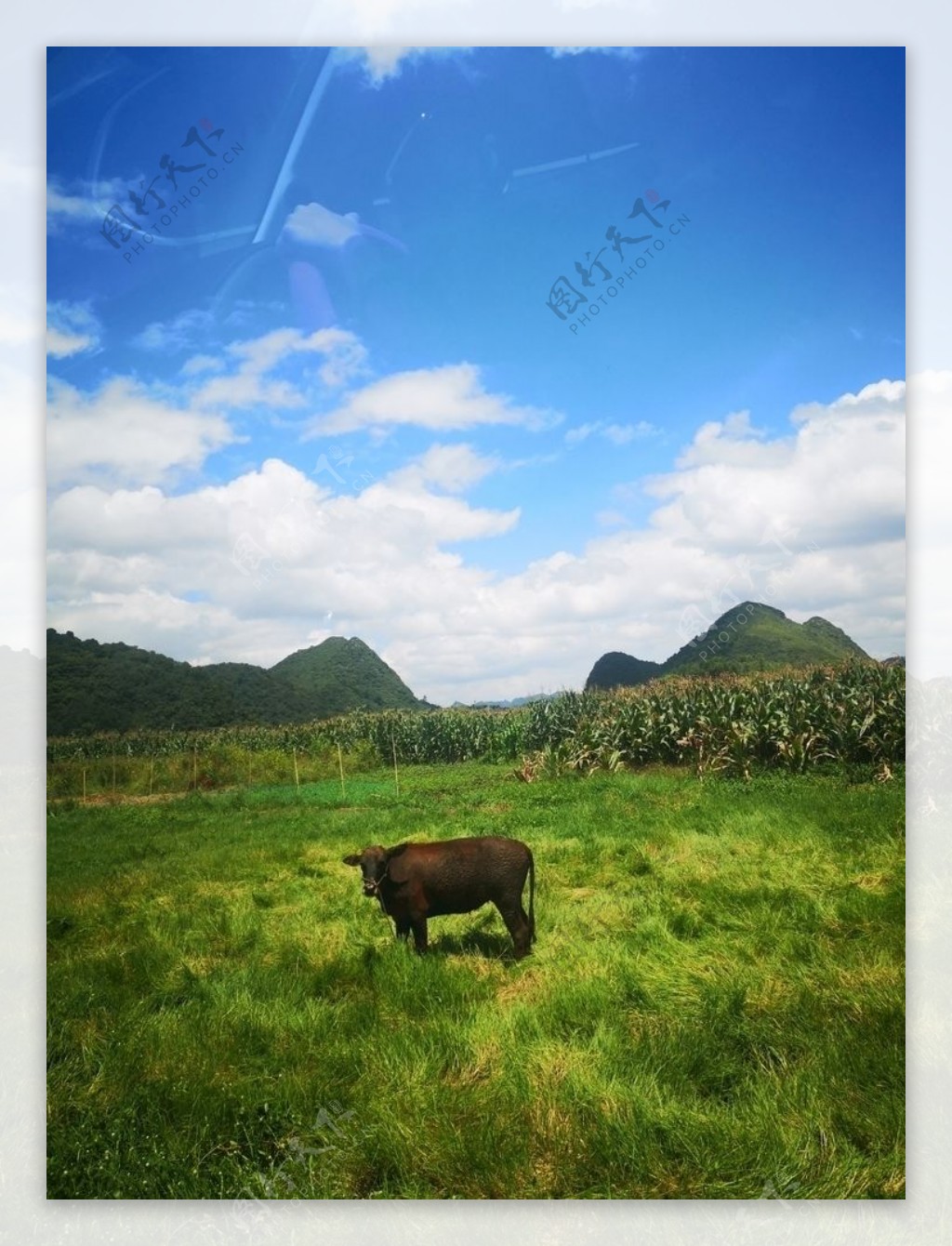 牛儿在山坡上吃草