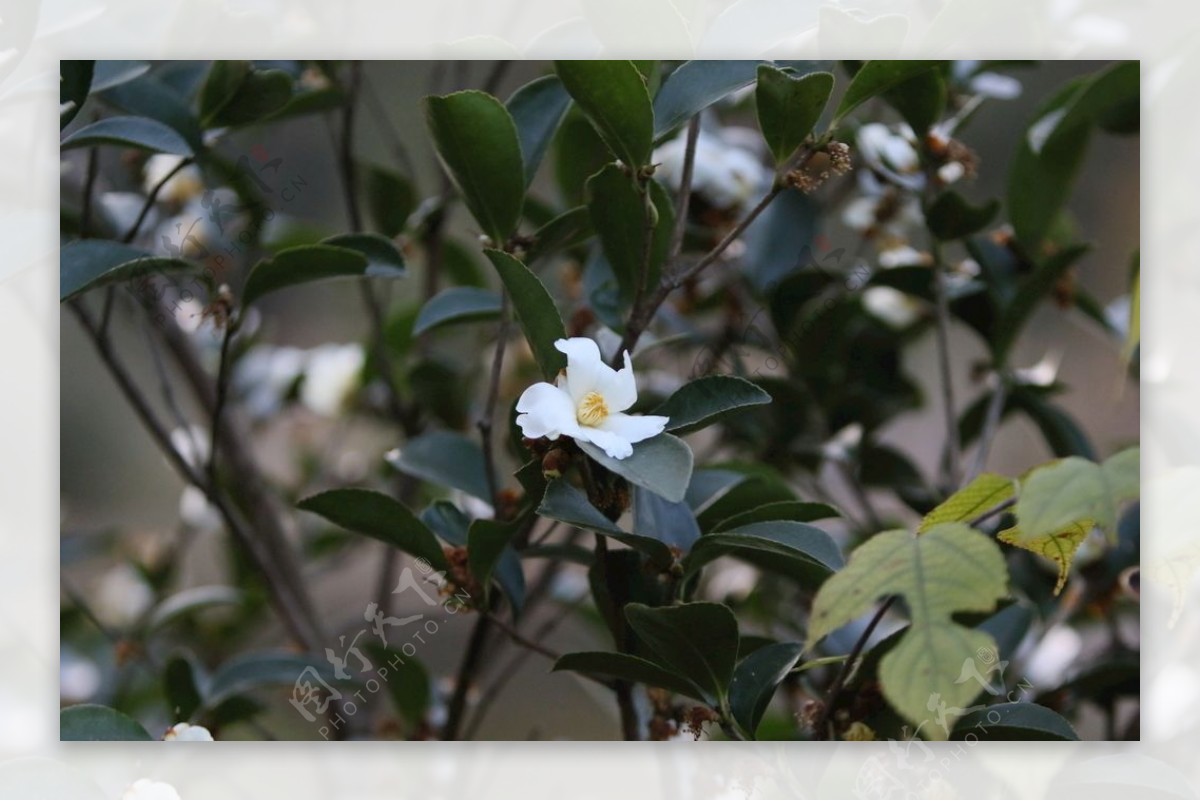 油茶花