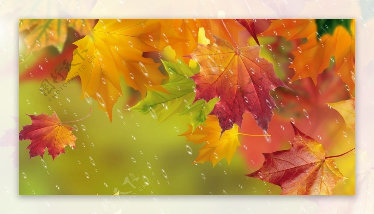 雨水枫叶大树秋天风景