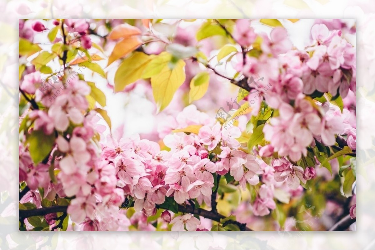 春暖花开桃花迷人