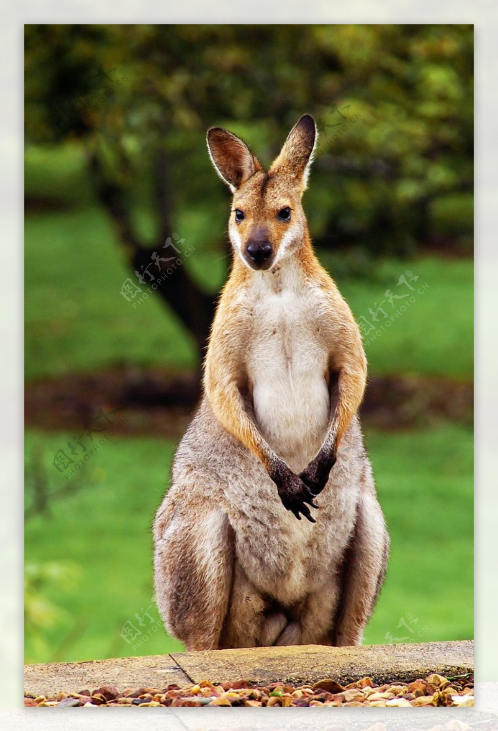 澳大利亞攝影圖野生袋鼠, 公園, 澳大利亞, 靜物PNG去背圖片素材免費下載，免摳圖設計圖案下載 - Pngtree