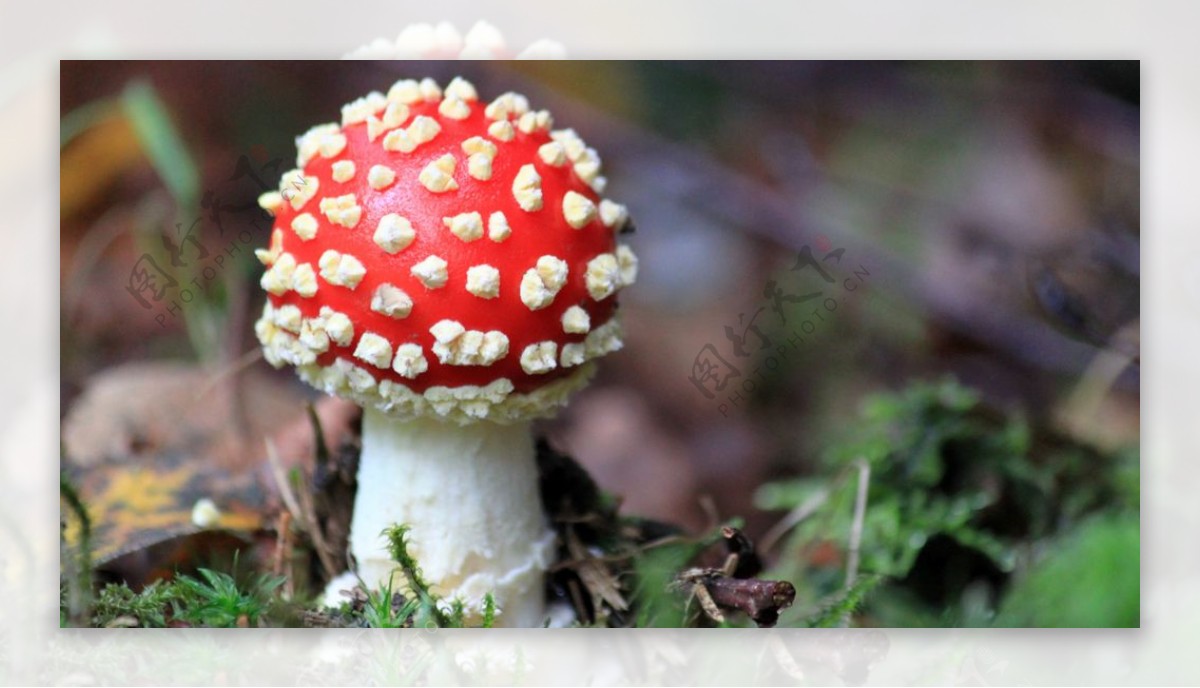 漂亮的有毒蘑菇