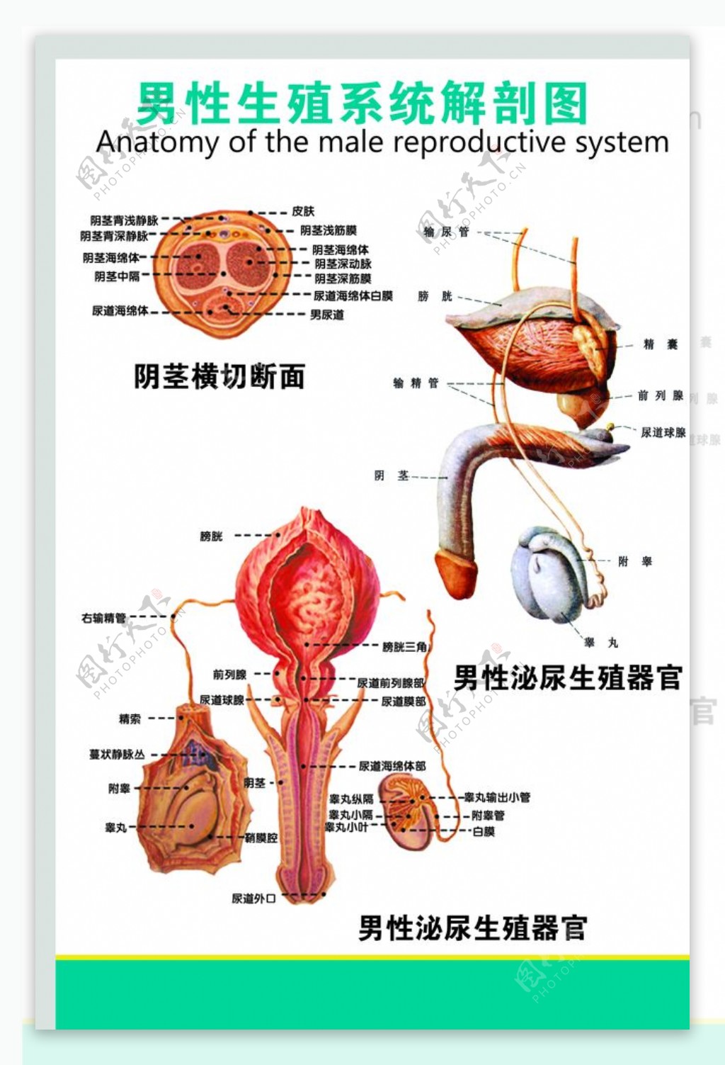 男性生殖系统解剖示意图图片素材-编号23756682-图行天下