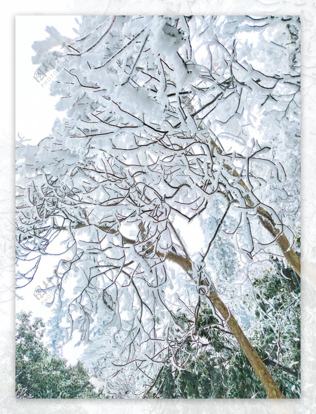 雪树银花
