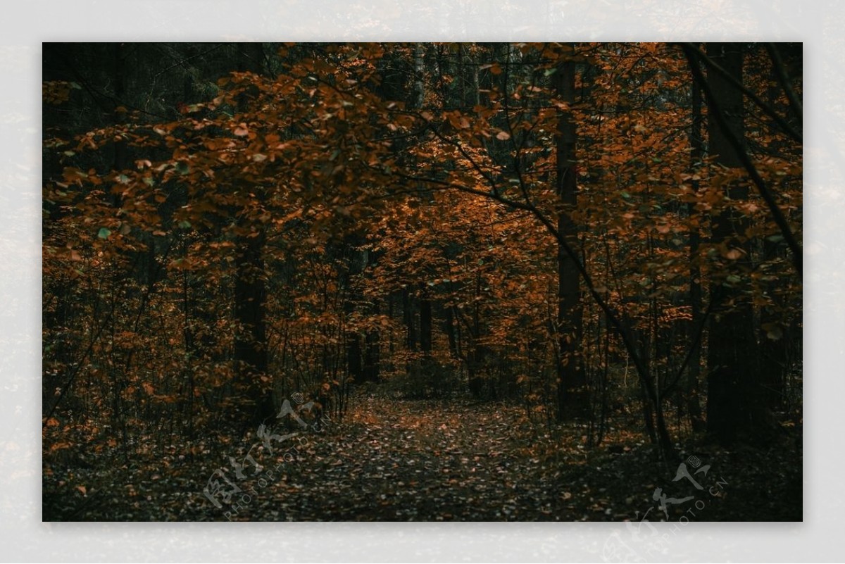 幽暗的树林